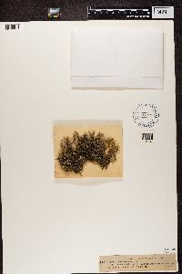 Stereocaulon tomentosum image