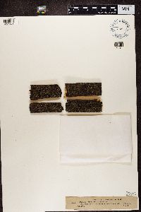 Phaeophyscia orbicularis image