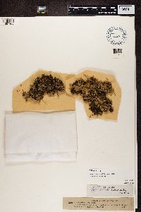 Peltigera rufescens image