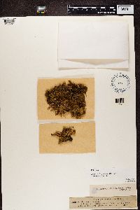 Peltigera polydactyla image