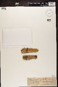 Media resource of Lecanora chlarotera