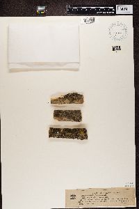 Lecanora chlarotera image