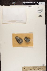 Lecanora polytropa image