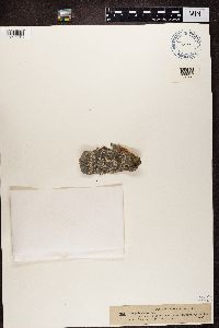 Phlyctis argena image