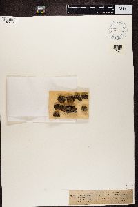 Trapeliopsis granulosa image