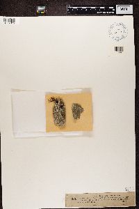 Trapelia glebulosa image