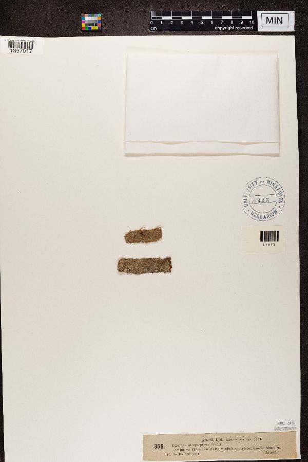 Catinaria atropurpurea image