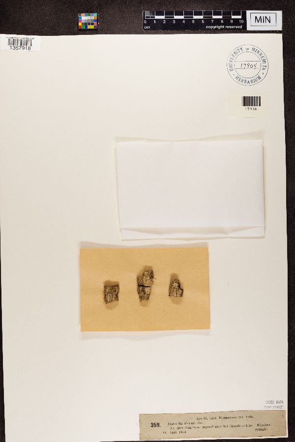 Biatorella elegans image