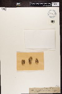 Media resource of Biatorella elegans