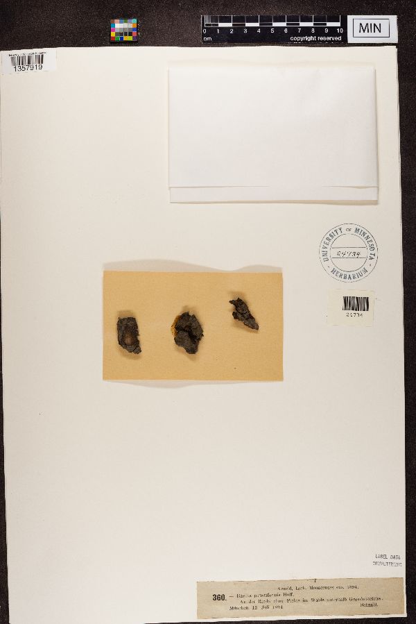 Buellia punctiformis image