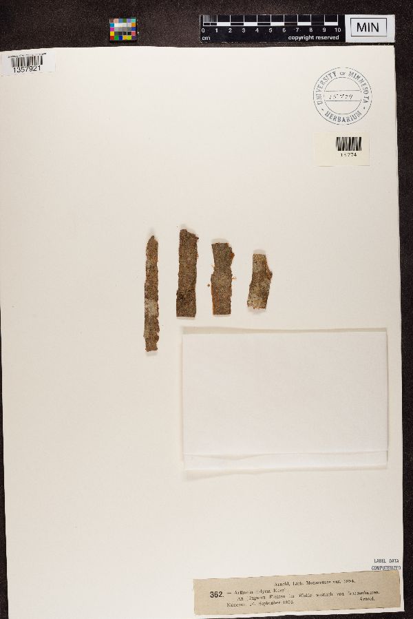 Arthonia didyma image