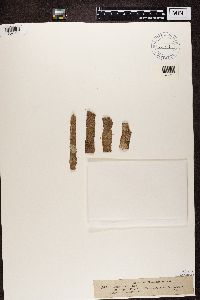 Media resource of Arthonia didyma