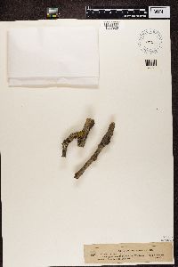 Arthonia exilis image