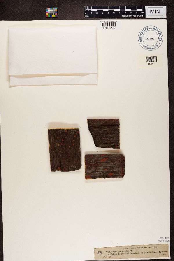 Thelocarpon prasinellum image