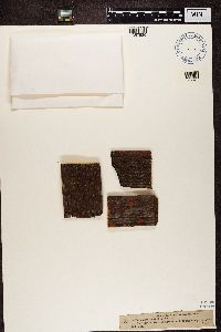 Image Associated With the Occurrence