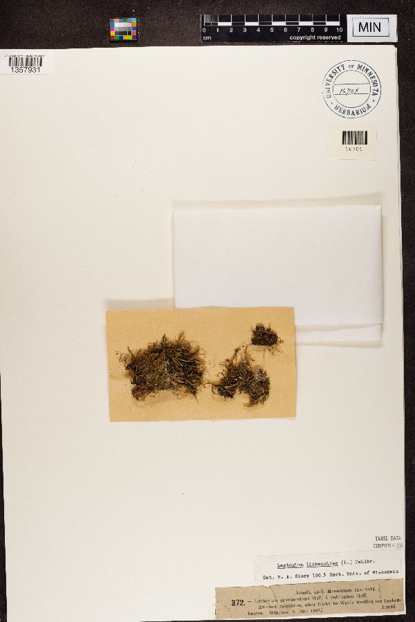 Leptogium atrocaeruleum image