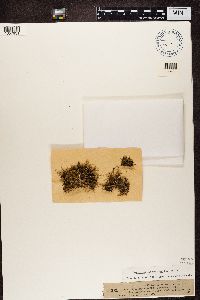 Image of Leptogium atrocaeruleum