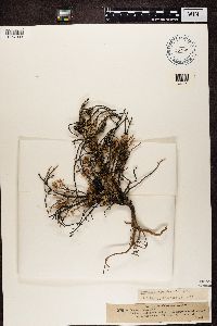 Hypogymnia physodes image