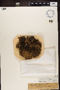 Peltigera rufescens image
