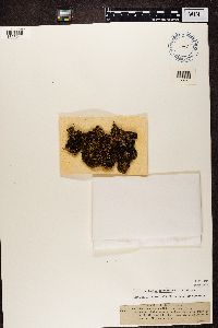 Leptogium atrocaeruleum image