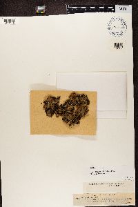Peltigera horizontalis image