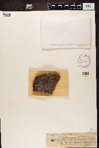 Rufoplaca arenaria image