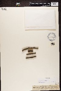 Lecanora symmicta image