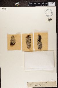 Gyalecta ulmi image