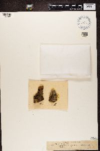 Trapeliopsis viridescens image