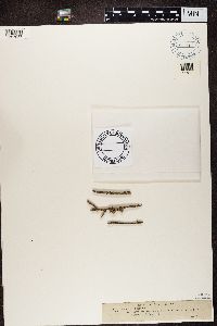 Biatorina rubicola image