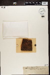 Catillaria nigroclavata image