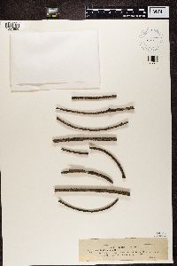 Scoliciosporum chlorococcum image