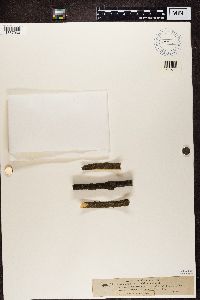 Scoliciosporum chlorococcum image