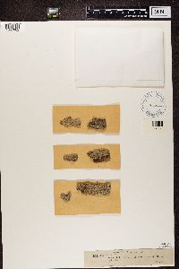 Bacidia rubella image