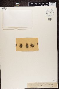 Bacidia beckhausii image