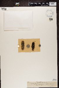 Bacidia incompta image