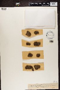 Opegrapha vulgata image