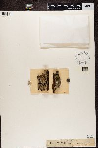 Calicium lenticulare image