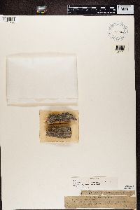 Mycocalicium subtile image