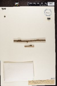 Arthopyrenia cinereopruinosa image