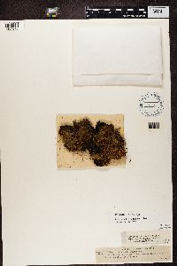 Peltigera canina image