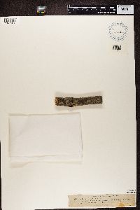 Lecanora carpinea image