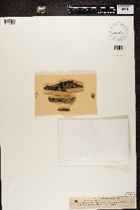 Lecania cyrtella image