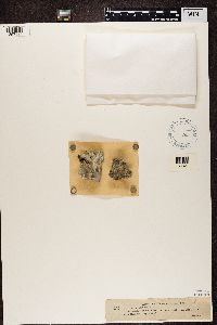 Gyalecta cupularis image