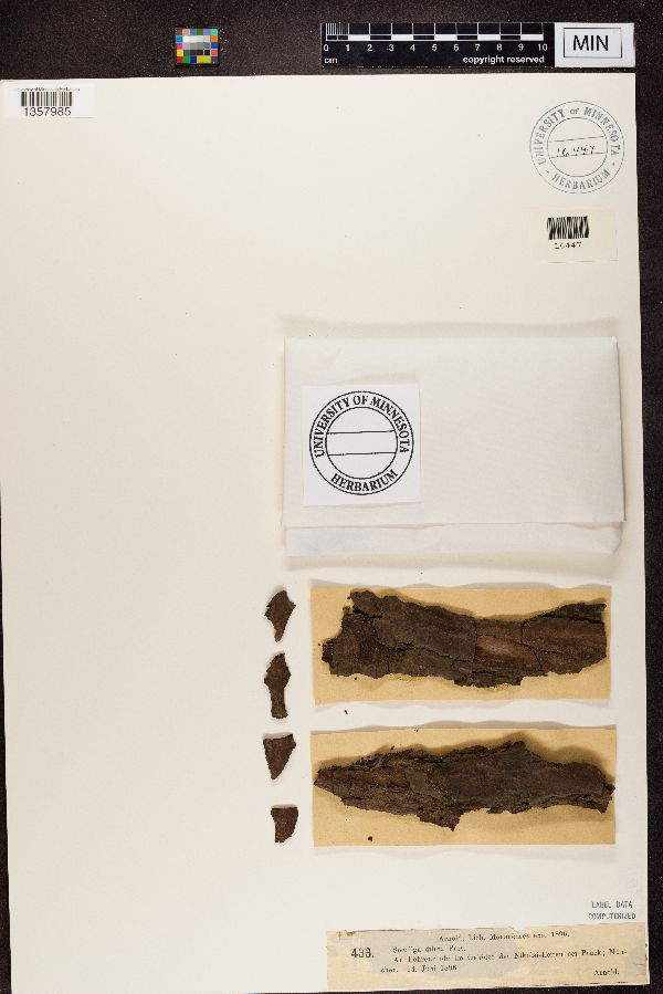 Coenogoniaceae image