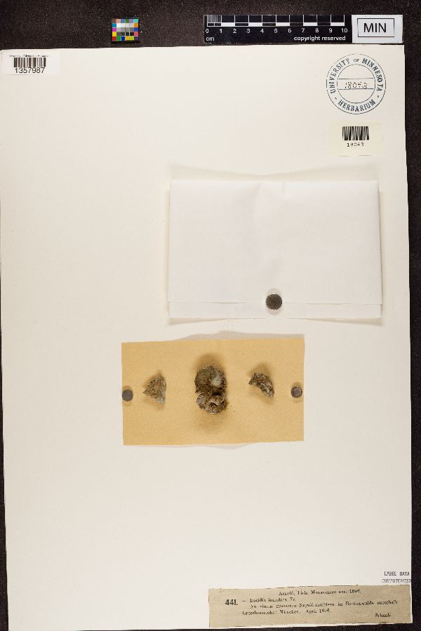 Bacidina inundata image