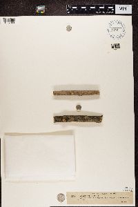 Arthonia dispersa image