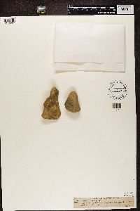 Thumbnail image of current specimen