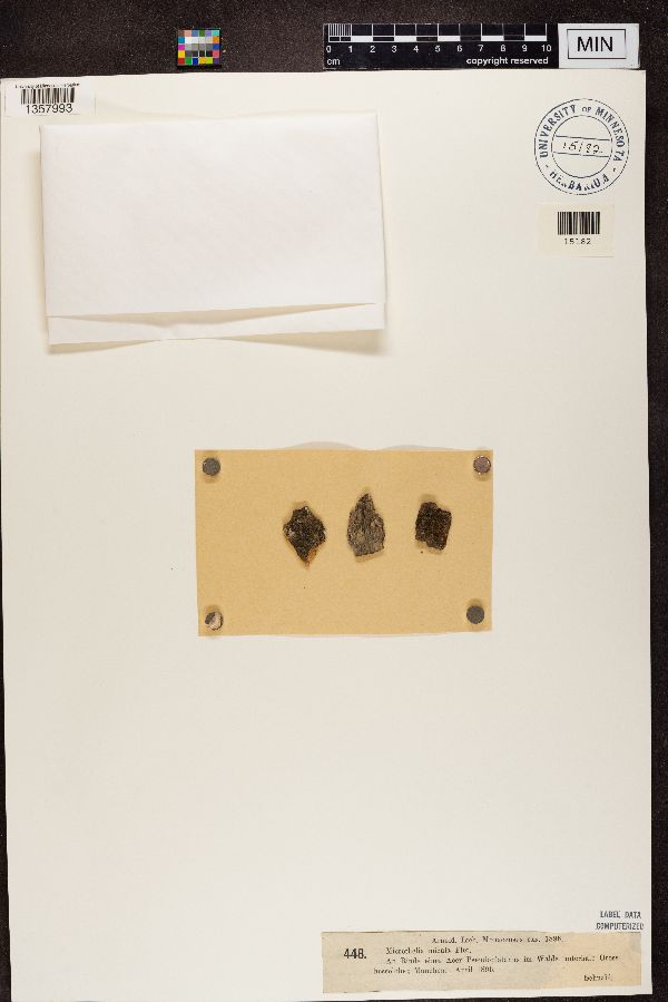 Microthelia micula image