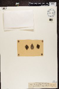 Media resource of Microthelia micula